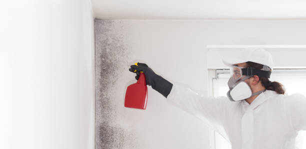 Best White Mold Remediation in North Granby, CT
